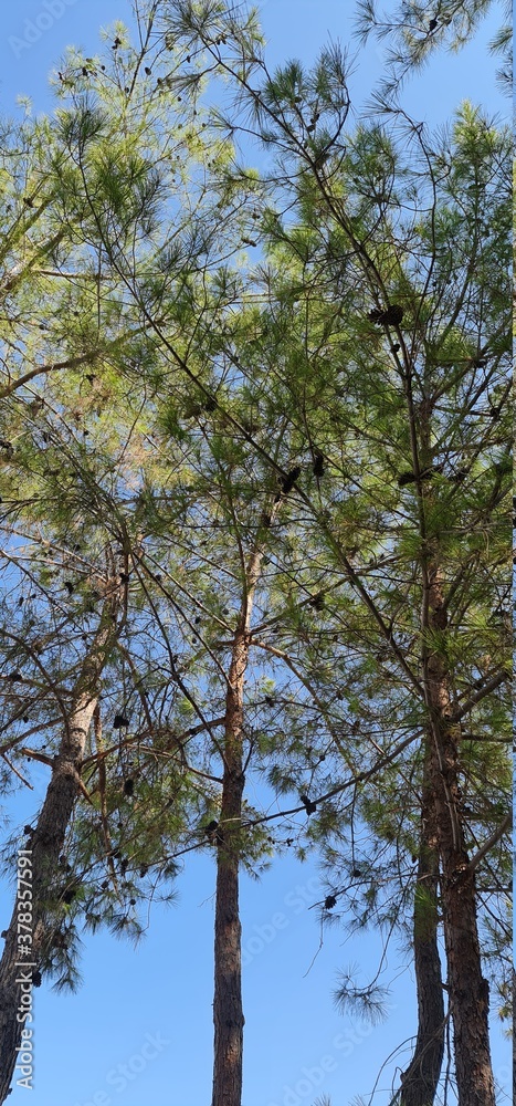 Obraz premium tall pine tree