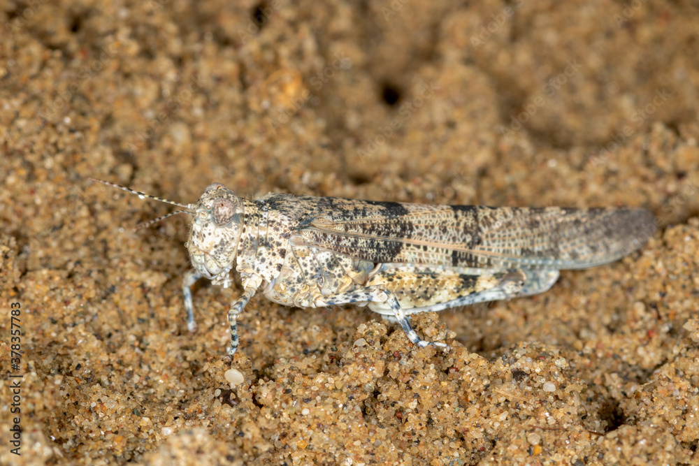 Macro portrait of the grasshoppers Sphingonotus caerulans on sand, Special Reserve 