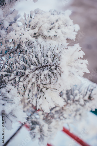 frost and snow on pine branches © Evgeniya