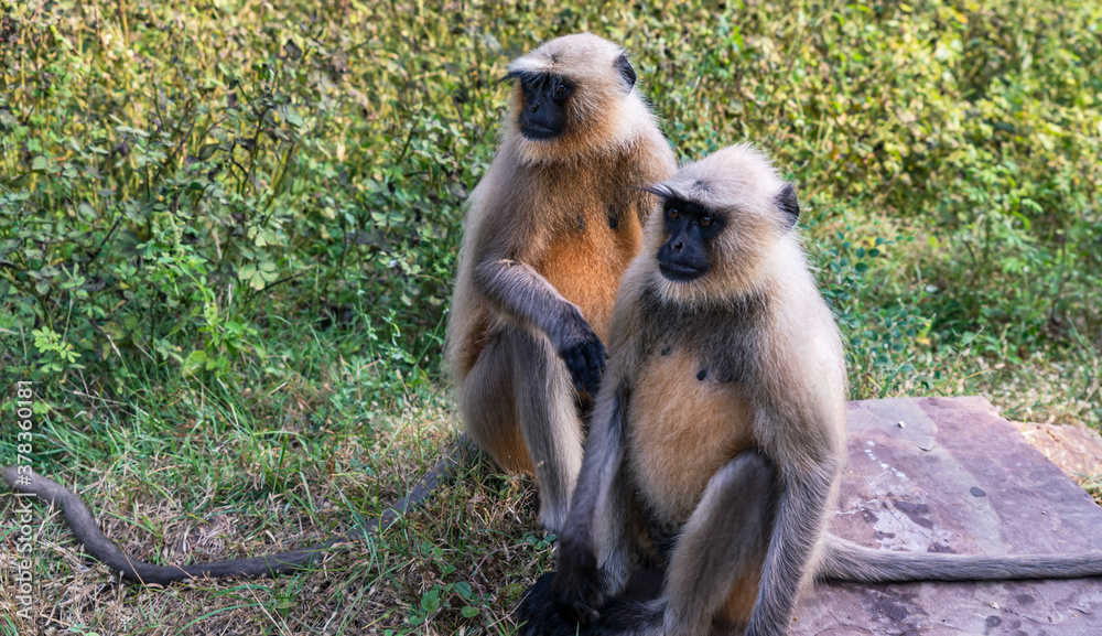 Two long-tailed macaques sitting on the ground