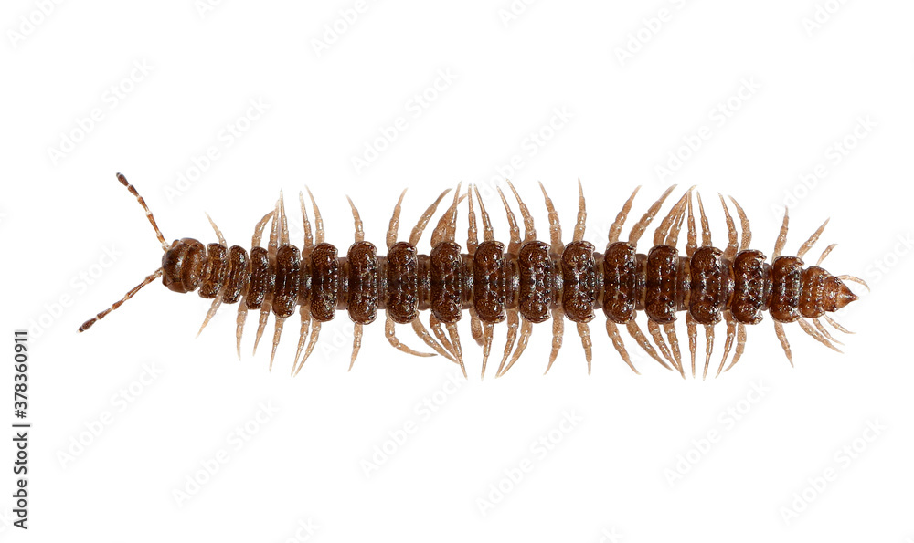 Millipede Eurymerodesmus spp. brown Insects bug Millipede Eurymerodesmus spp. brown Insects bug
