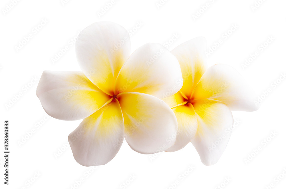 plumeria flower isolated