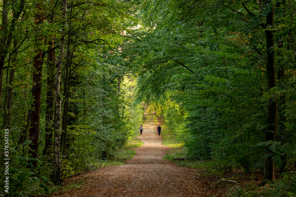 Fototapeta premium A walk in the woods