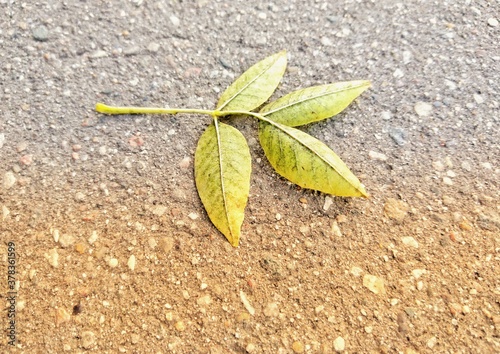 leaf on the ground