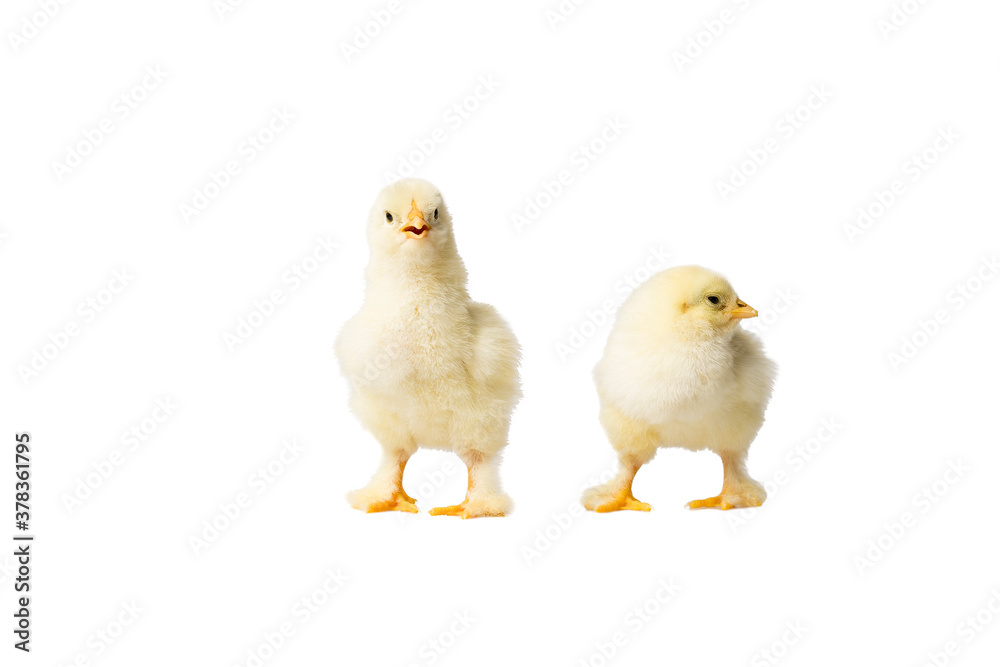 Young fluffy yellow Easter Baby Chickens standing Against White Background