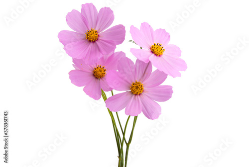 pink cosmos flower isolated