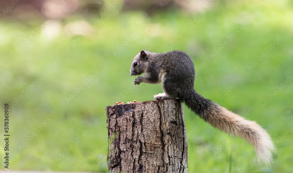 Obraz premium Cute squirrel eats nuts in the forest. Squirrel in the forest