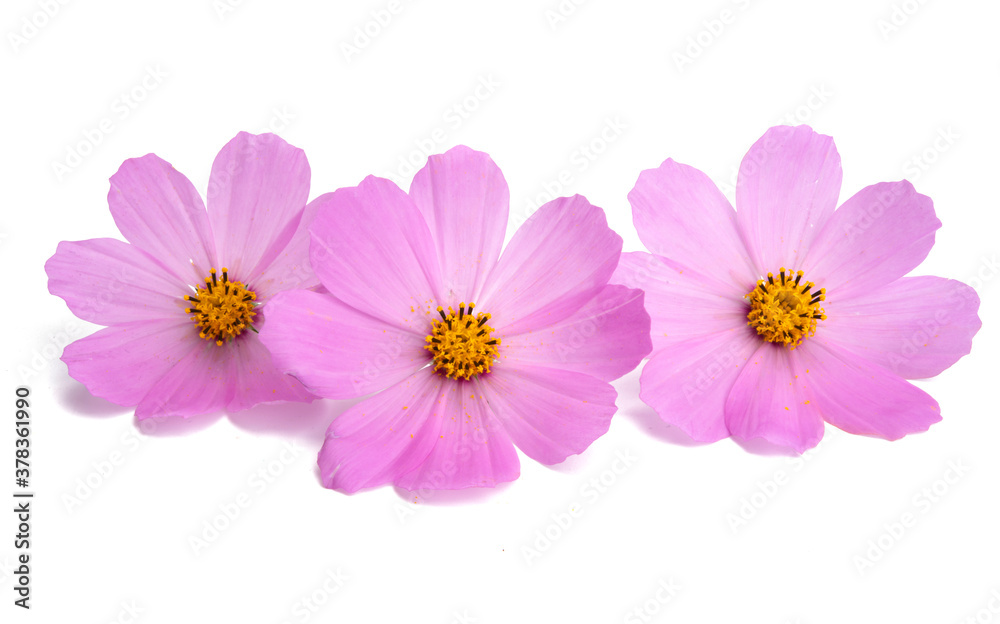 pink cosmos flower isolated