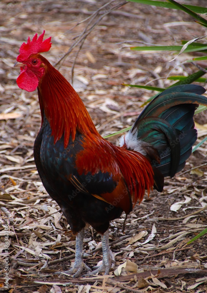 Beautiful multi coloured rooster with bright vivid colours