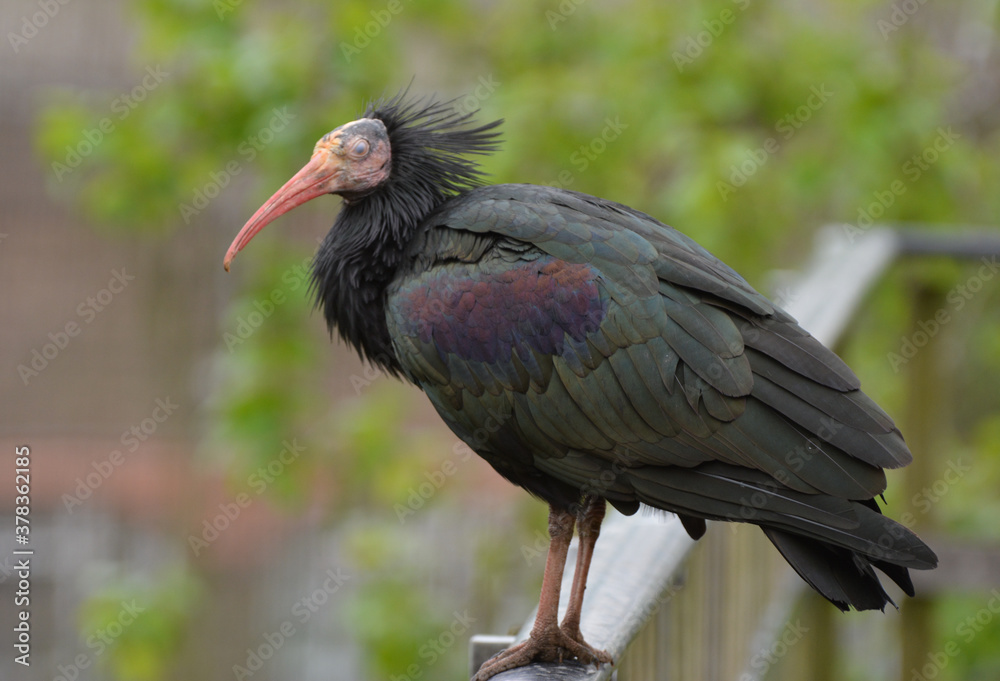 Naklejka premium a northern bald ibis standing , in a park