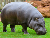 pigmy hippopotamus resting in the grass