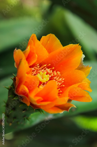 orange cactus flower. 
bright blooming cactus 