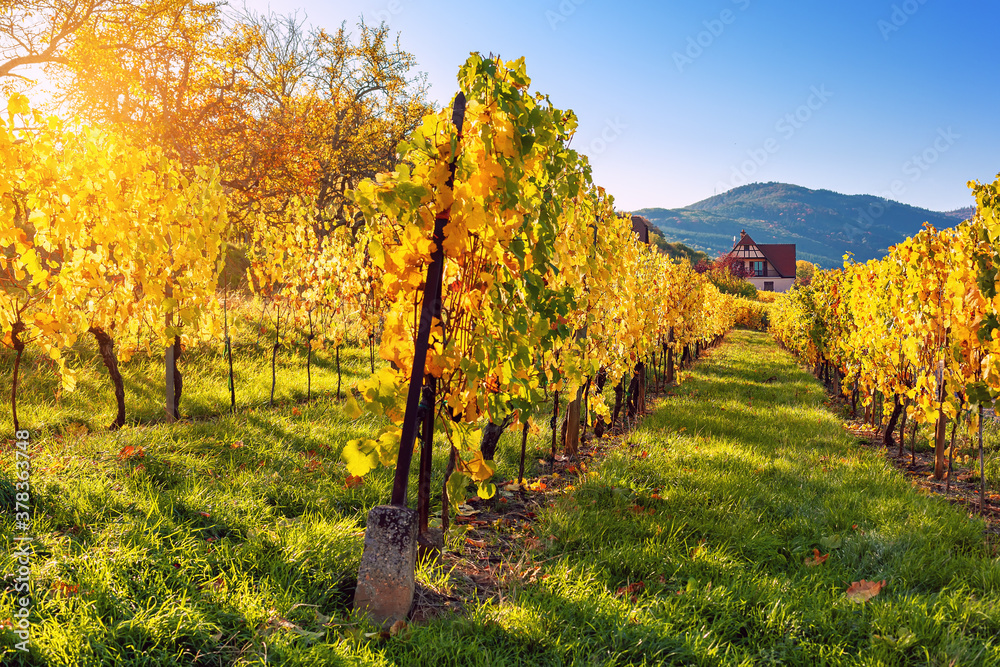 Naklejka premium Landscape with autumn vineyards in region Alsace, France near village of Barr