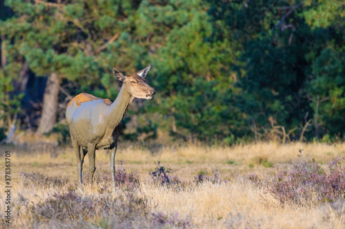 Fototapeta Naklejka Na Ścianę i Meble -  Female red deer (cervus elaphus) standing after a mud bath. Red deer at the veluwe.