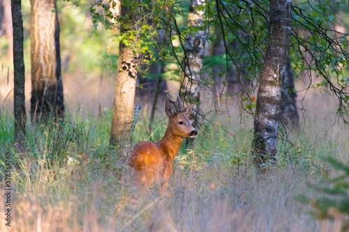 Roe deer (roebuck) standing in the forest at the Veluwe.