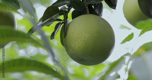 On the grapefruit tree, the grapefruit is fruity and full