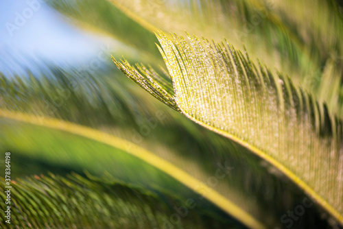 close up of branch