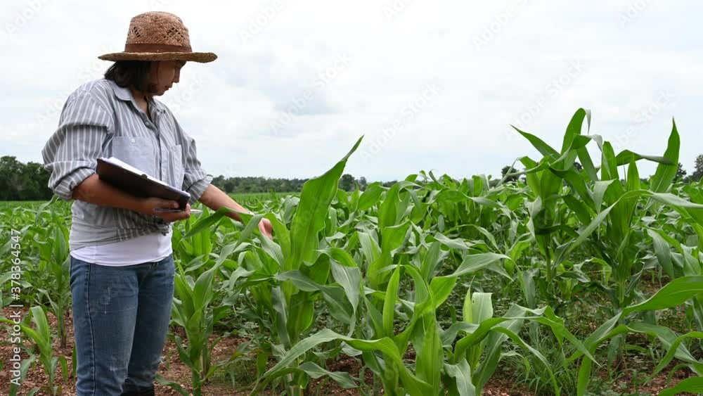 Asian Cheerful female farmer at sugarcane farm,Check of agricultural product,Thailand people,Near the harvest season Asian Cheerful female farmer at sugarcane farm,Check of agricultural product,Thailand people,Near the harvest season