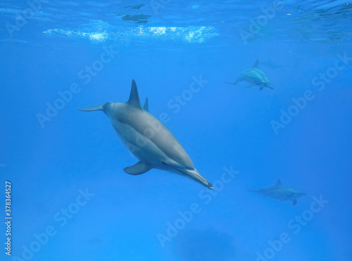 dolphin floats in the sea, underwater world of the Red Sea