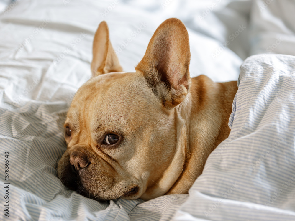 Frenchie lying down comfortably in bed