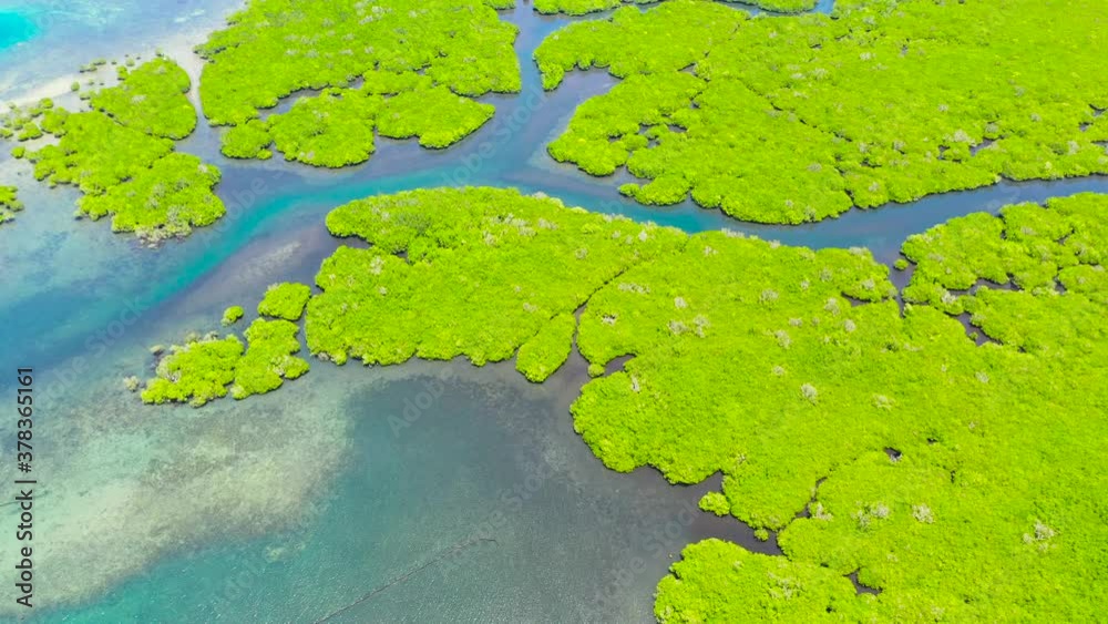 Mangrove trees in the water on a tropical island. An ecosystem in the Philippines, a mangrove forest. Bohol,Philippines. Mangrove trees in the water on a tropical island. An ecosystem in the Philippines, a mangrove forest. Bohol,Philippines.