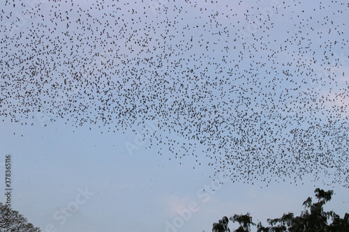 A lot of bats on the sky in summer evening at countryside of Thailand