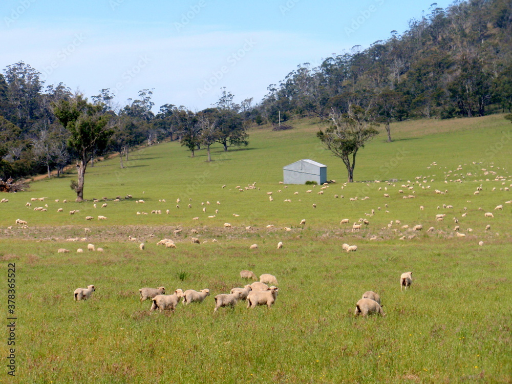 many sheep on the grassland