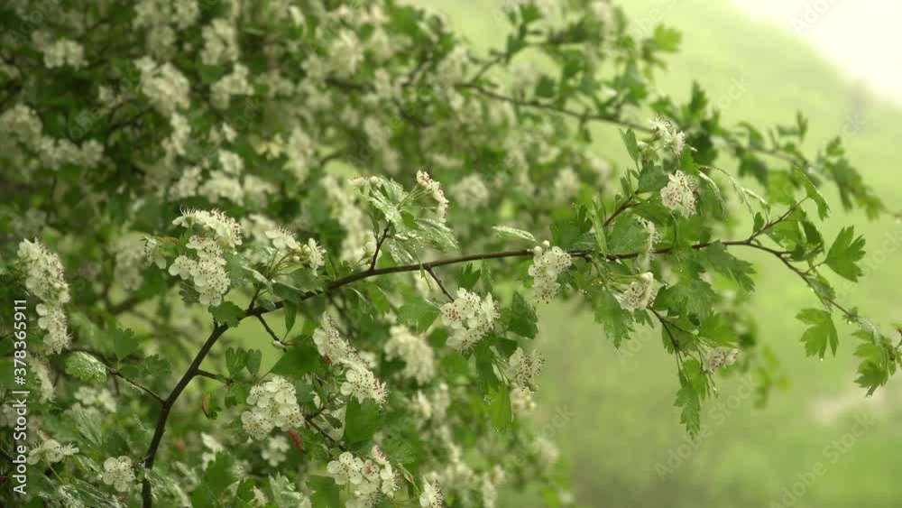 Springtime nature beauty. Beautiful flowering wild hawthorn branches with white blossoms in a close-up view. Dew on the leaves of the plant. Shallow depth of field footage with blurred background. Springtime nature beauty. Beautiful flowering wild hawthorn branches with white blossoms in a close-up view. Dew on the leaves of the plant. Shallow depth of field footage with blurred background.