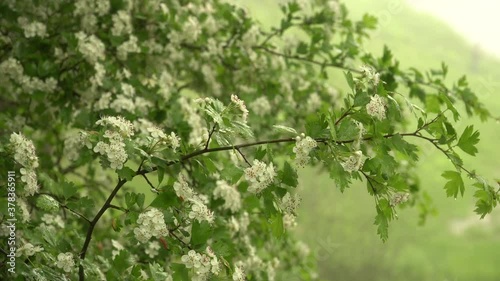 Springtime nature beauty. Beautiful flowering wild hawthorn branches with white blossoms in a close-up view. Dew on the leaves of the plant. Shallow depth of field footage with blurred background. photo