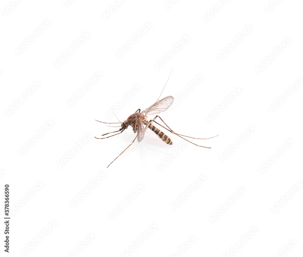 Mosquito isolated on white background Mosquito isolated on white background