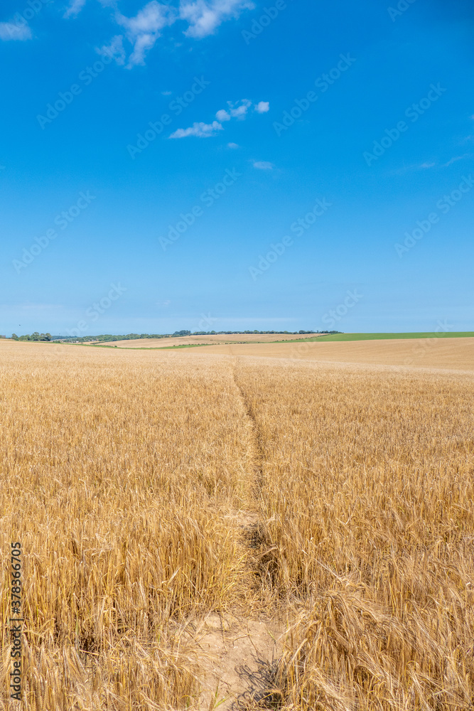 Ripening Wheatfield with a footpath running through the middle.