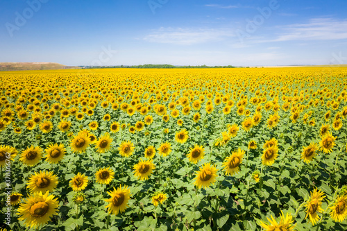 Sunflowers in a sunflower field. Natural background © Alexey Oblov