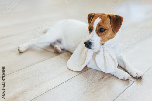 Adorable puppy Jack Russell Terrier in white knitted scarf, lying on a wooden floor at home.