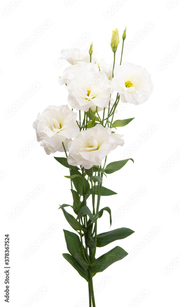 beautiful eustoma isolated