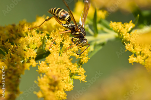 Wasp on yellow goldenrod flower © Katie