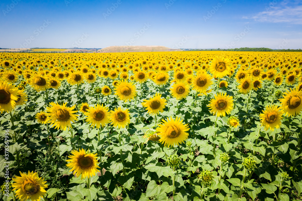 Sunflowers in a sunflower field. Natural background Sunflowers in a sunflower field. Natural background