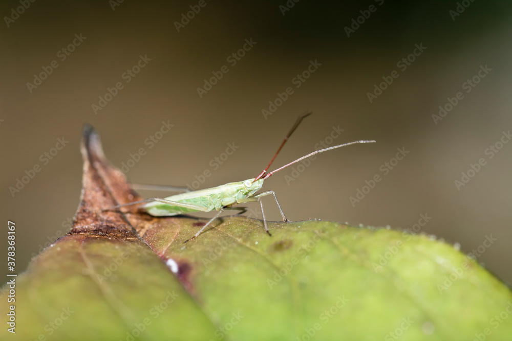 grasshopper on a leaf grasshopper on a leaf