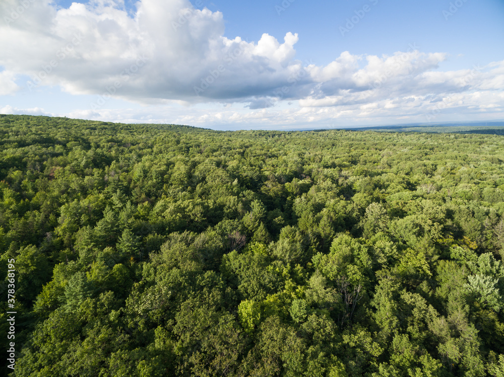 Aerial view of Forest and clouds