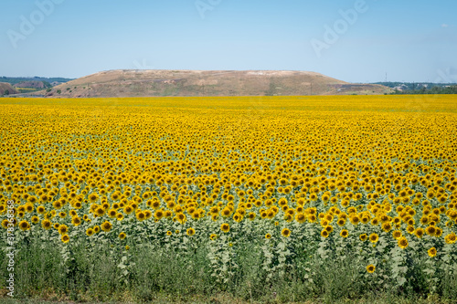 Sunflowers field on a sunny day. Rostov region, Russia