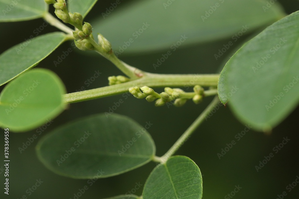 Green leaves and buds of bush clover, Lespedeza Green leaves and buds of bush clover, Lespedeza