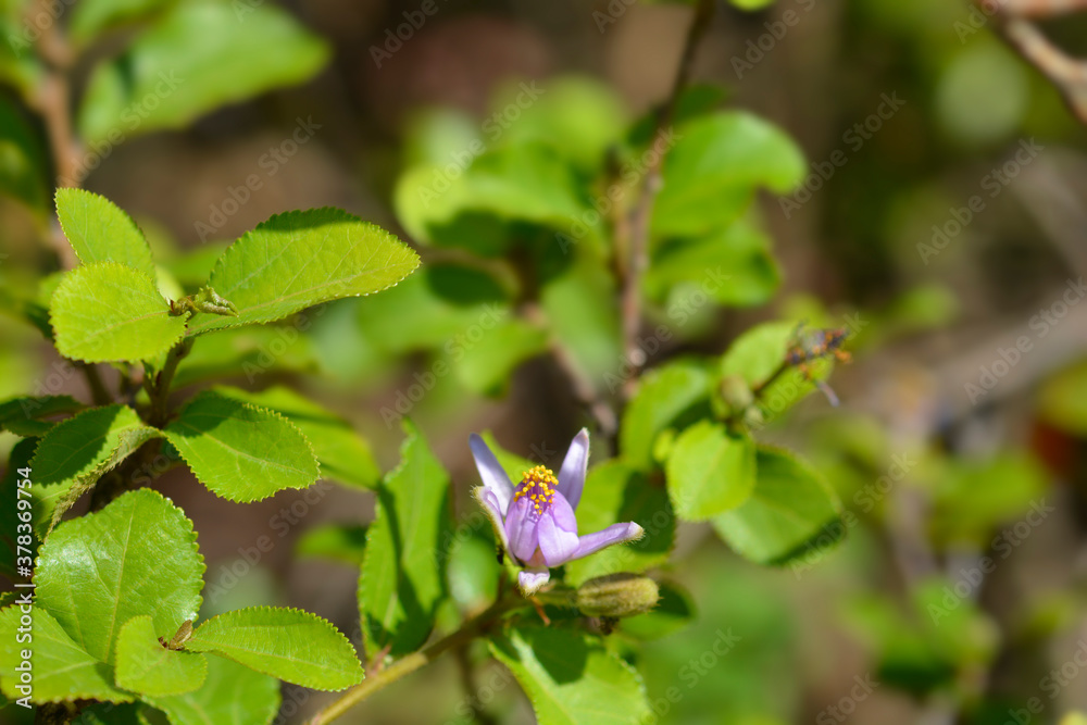 Fototapeta premium Crossberry flower