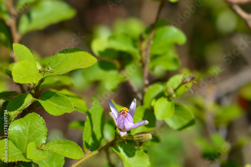 Crossberry flower