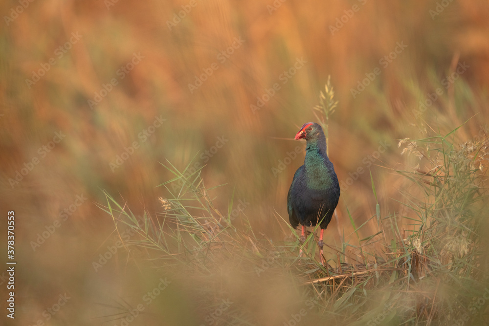 Grey-headed Swamphen at Asker marsh, Bahrain Grey-headed Swamphen at Asker marsh, Bahrain
