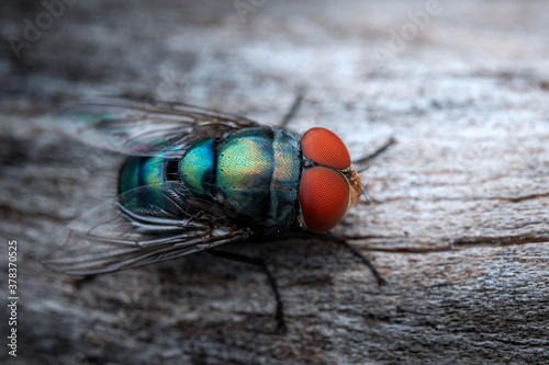 Red eye of Chrysomya megacephala.