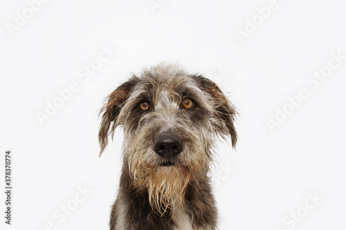 Funny furry dog stressed, angry and serious isolated on white background.