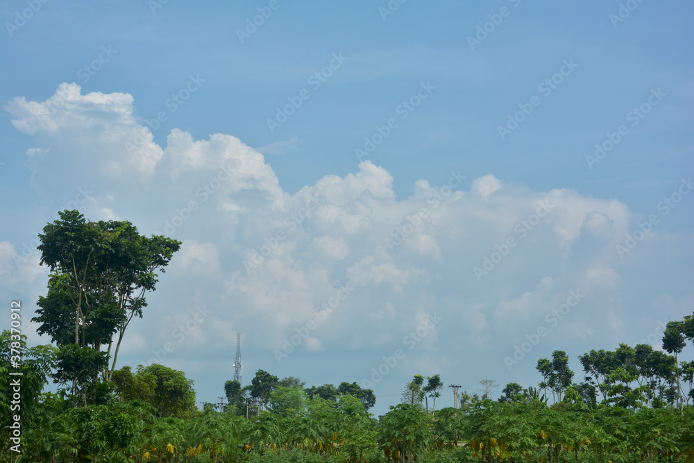 Green paddy plants, trees, blue sky and cumulus clouds, selective focusing Green paddy plants, trees, blue sky and cumulus clouds, selective focusing