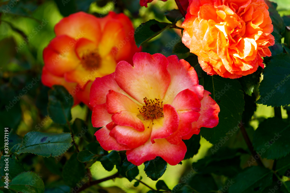 Naklejka premium A beautiful branch of blossoming unusual red-yellow rose flowers in the garden.