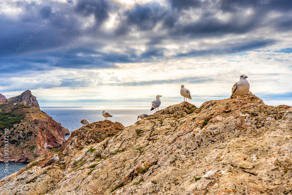 Seagulls sitting on mountain cliff against seascape in autumn cloudy day. Wild birds sea gulls in nature in mountain area on background of sky and water. Beautiful natural scenery