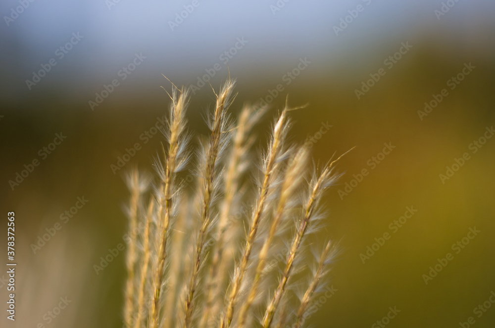 Fototapeta premium Chinese Silver Grass, Maiden Grass, Miscanthus chinese, Miscanthus sinensis illuminated by soft evening sunlight, autumn background, close up