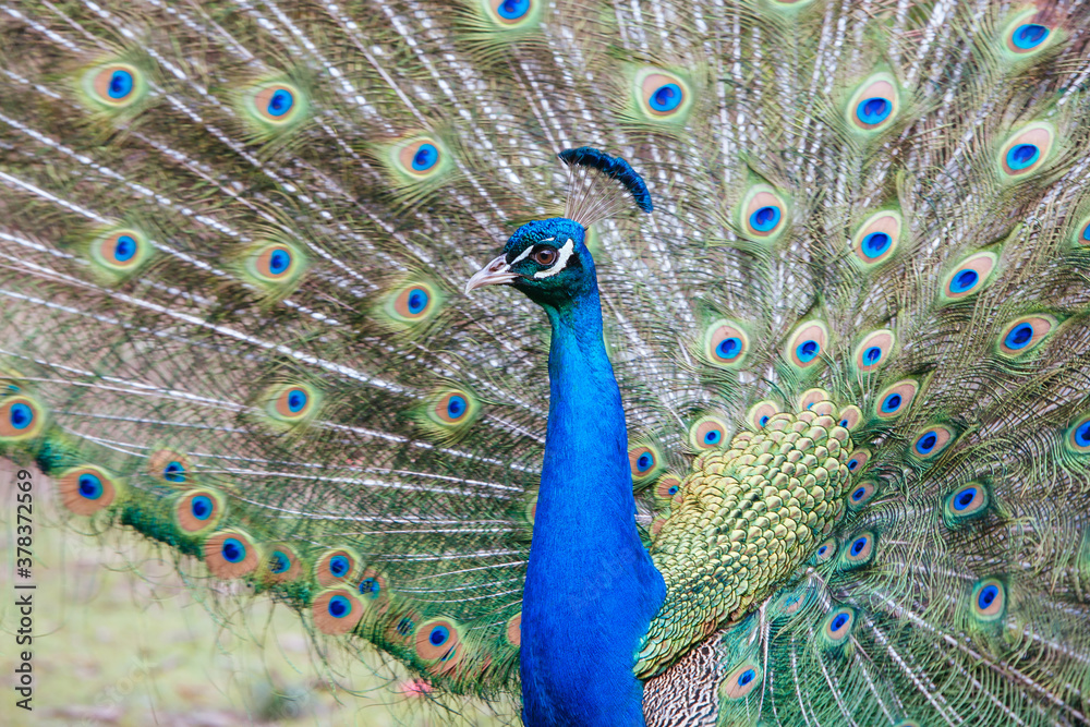 Naklejka premium Peacock in Launceston Tasmania Australia